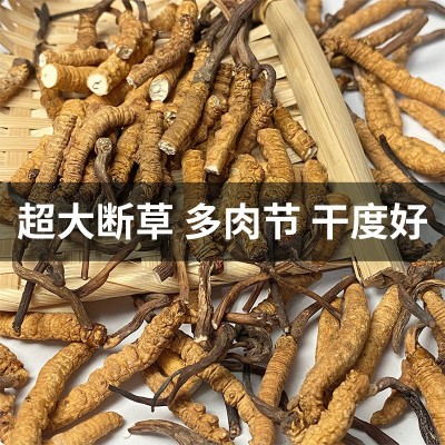 正宗断草礼罐装西藏那曲冬虫夏草冬虫草断虫草大量批发干货送礼图5