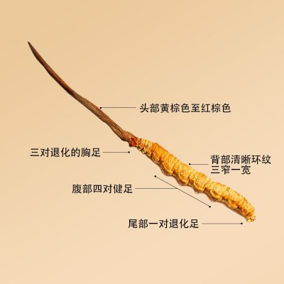 西藏冬虫夏草批发 高海拔虫草 冻干全肉节冬虫夏草 断草 冬虫夏草图4