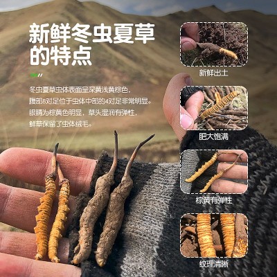 2022新鲜冬虫夏草虫草正品新鲜虫草大量批发顺丰冷链空运鲜草批发图3