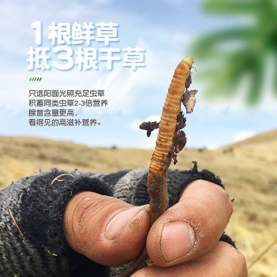 2022新鲜冬虫夏草虫草正品新鲜虫草大量批发顺丰冷链空运鲜草批发图4