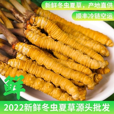 2022新鲜冬虫夏草虫草正品新鲜虫草大量批发顺丰冷链空运鲜草批发图2