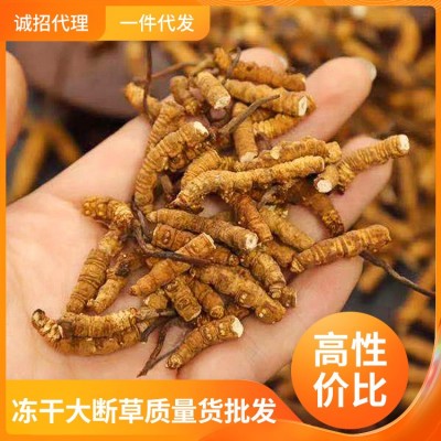 冬虫夏草官方旗舰店冬虫夏草断草根头期正品干货虫草50克礼盒装图4