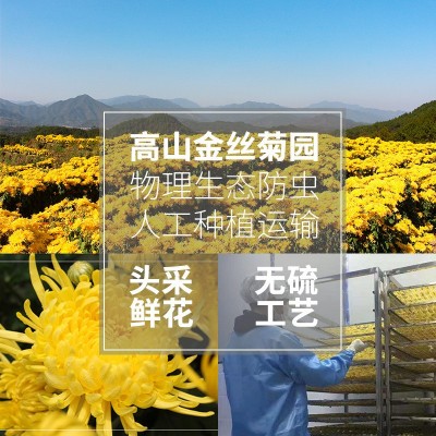 23年新花金丝皇菊单朵装菊花茶批发散装100朵一袋大朵金丝黄菊花图3