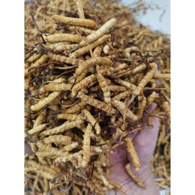 批发冻干虫草 冬虫夏草 断草 各种规格 产地一手货源 一件代发 招图2