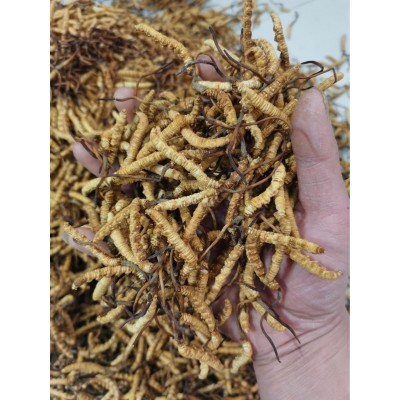 批发冻干虫草 冬虫夏草 断草 各种规格 产地一手货源 一件代发 招图4