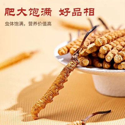 批发生态繁育冬虫夏草人工种植冻干虫草王干货顺丰包邮厂家直销图3
