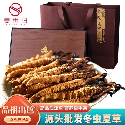 批发生态繁育冬虫夏草人工种植冻干虫草王干货顺丰包邮厂家直销