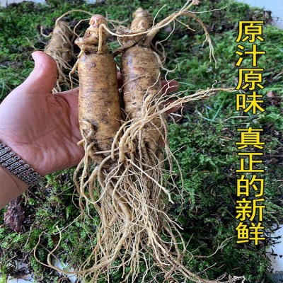 东北鲜钱带土新挖 新鲜到家 原产地鲜人参 中秋礼品泡酒烹调图5