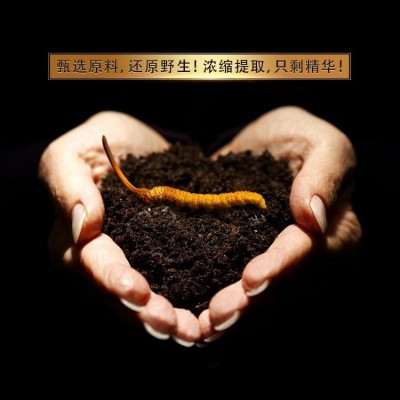 桂仁拟青霉菌丝体片蛹虫草片冬虫夏草含片被毛孢菌丝体片厂家OEM代图3