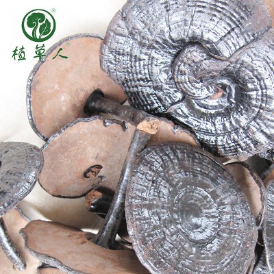 批发整朵椴木紫灵芝 破壁无粉清香有柄灵芝 色泽饱满武平紫灵芝图4