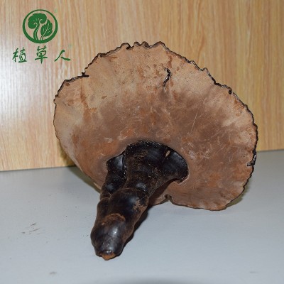 福建椴木紫灵芝赤灵芝 色泽饱满带粉短脚灵芝 散装短柄清香紫灵芝图2
