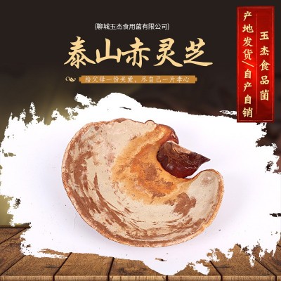 产地大量供应 灵芝泰山赤灵芝 泰山赤灵芝 椴木紫灵芝泰山赤灵图3