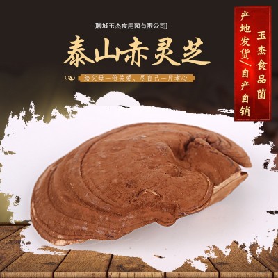 产地大量供应 灵芝泰山赤灵芝 泰山赤灵芝 椴木紫灵芝泰山赤灵图2