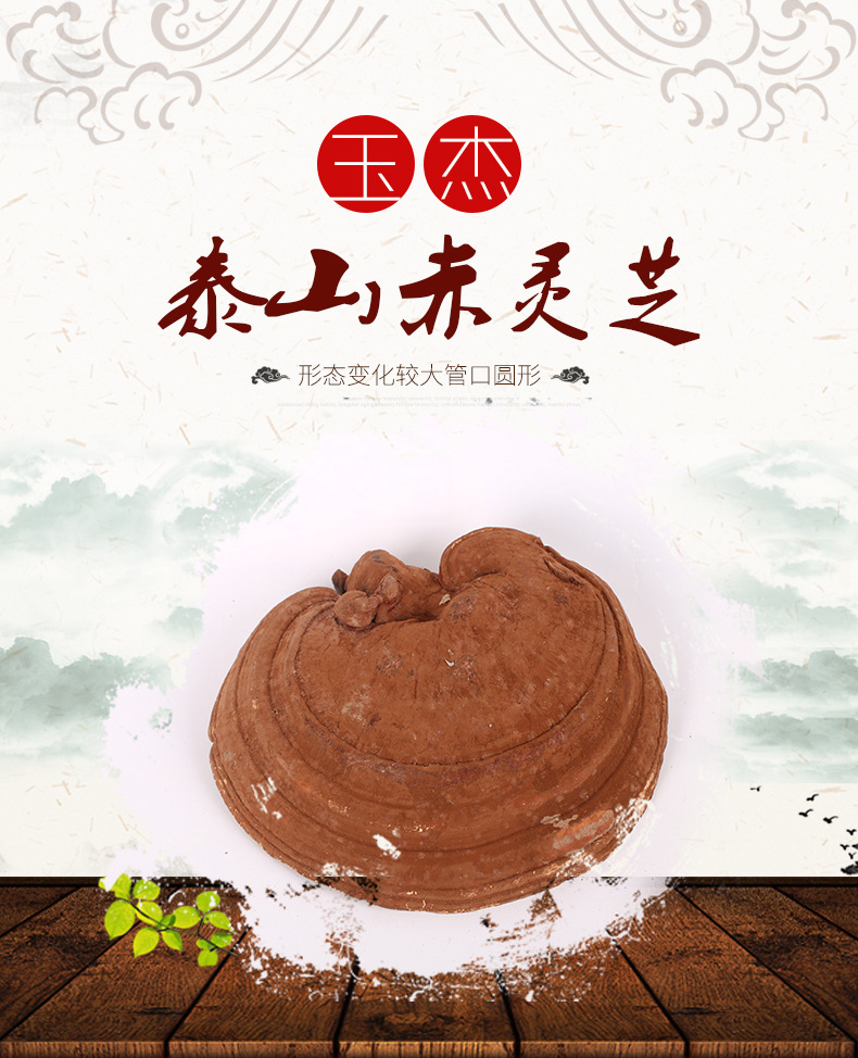 泰山赤灵芝_01
