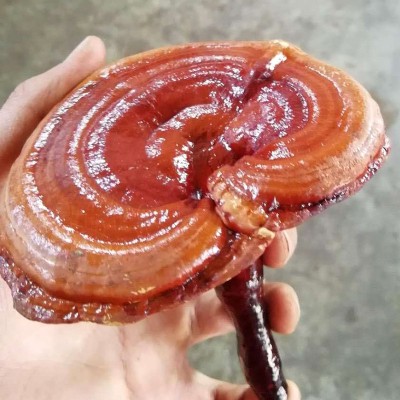 现货供应 黑灵芝 500克黑灵芝 整个灵芝灵芝切片红灵芝 赤芝