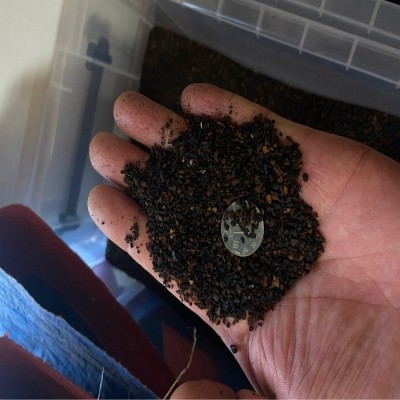桦树茸白桦茸桦褐孔菌黑金颗粒，桦树茸外皮俄罗斯西伯利亚代加工图2