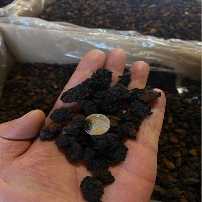 桦树茸白桦茸桦褐孔菌黑金颗粒，桦树茸外皮俄罗斯西伯利亚代加工