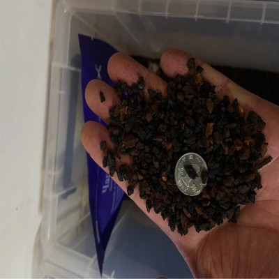 桦树茸白桦茸桦褐孔菌黑金颗粒，桦树茸外皮俄罗斯西伯利亚代加工图4