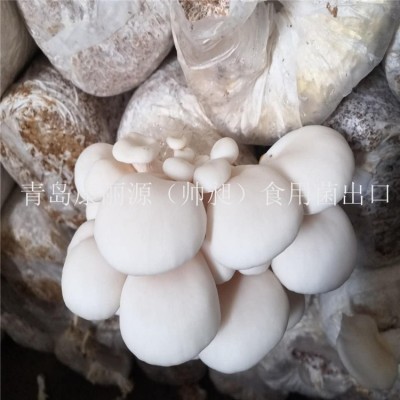 出口香菇菌棒1号香菇菌包蘑菇菌丝平菇菌棒