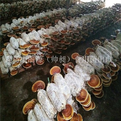 山东青岛康丽源出口灵芝菌棒，灵芝菌包