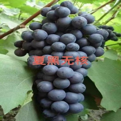葡萄苗 夏黑葡萄 蓝宝石 维多利亚 阳光玫瑰 红提 茉莉香 妮娜皇