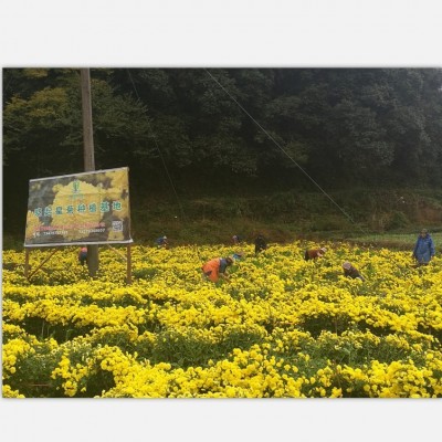 包邮江西特产 婺源皇菊批发 大朵黄菊花茶晓起皇菊 散货徽州贡菊