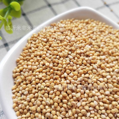 谷子批发带壳小米黄谷子虎皮牡丹玄凤中小型鹦鹉文鸟鸟粮鸟食谷子图2