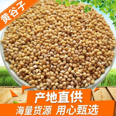 谷子批发带壳小米黄谷子虎皮牡丹玄凤中小型鹦鹉文鸟鸟粮鸟食谷子