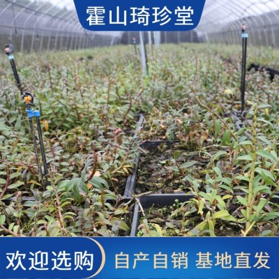 霍 山铁皮石斛粉枫干特级 5年原种珍品 养生礼盒 营养丰富图5