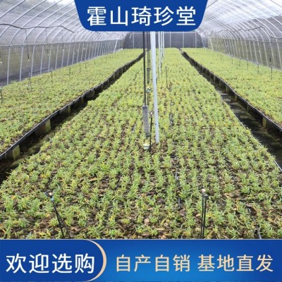 霍 山铁皮石斛粉枫干特级 5年原种珍品 养生礼盒 营养丰富图3