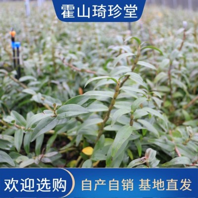 霍 山铁皮石斛粉枫干特级 5年原种珍品 养生礼盒 营养丰富图4