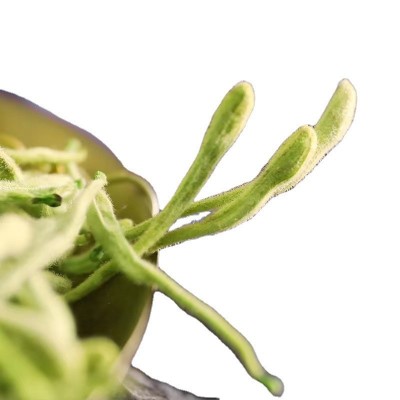 河南封丘金银花带绒毛产地货源批发零售花草茶山银花量大价优支持图5