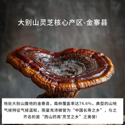 灵芝孢子粉定制蓝帽灵芝孢子粉胶囊提高免疫力贴牌破壁灵芝孢子粉图3