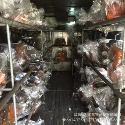 台湾牛樟芝滴丸 牛樟芝批发批发代理 代加工 原料供应图4